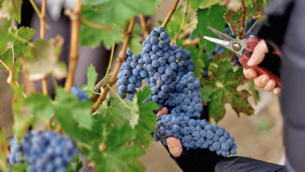 The History and Meaning of Grape Stomping