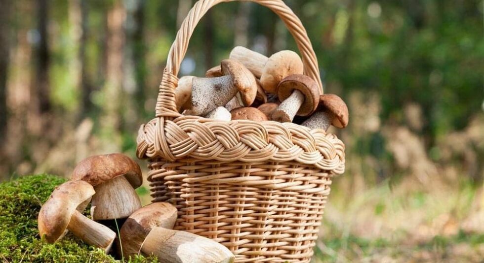Mushroom Foraging around Hamburg 2025 – Best Spots, Safety Tips & Full Addresses