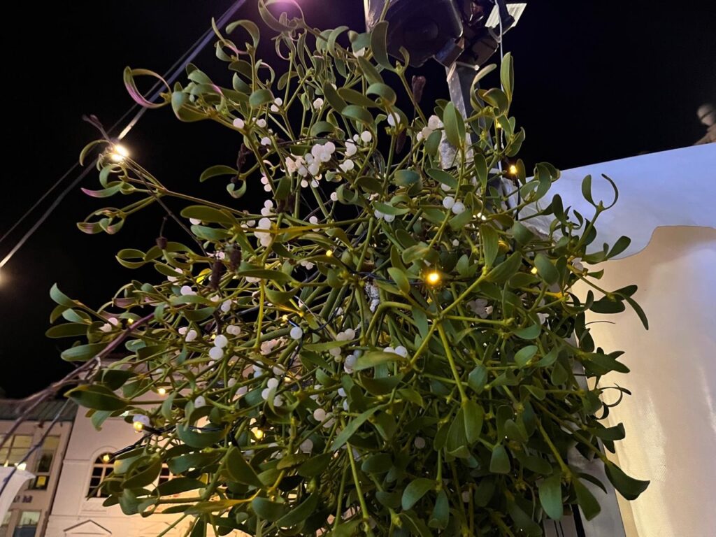 Что означает поцелуй под омелой: история, значение и рождественская традиция