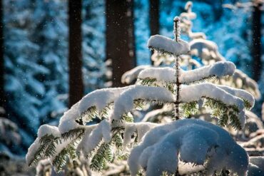 Германия встречает самое холодное Рождество за последние 15 лет
